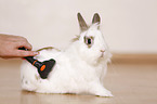 dwarf rabbit