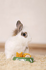 dwarf rabbit