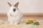 dwarf rabbit