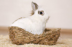 dwarf rabbit
