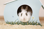 dwarf rabbit