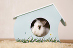 dwarf rabbit