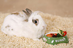 dwarf rabbit