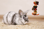 dwarf rabbit
