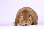 Dwarf Rabbit