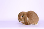 Dwarf Rabbit
