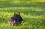 dwarf rabbit