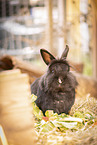 dwarf rabbit