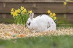 dwarf rabbit