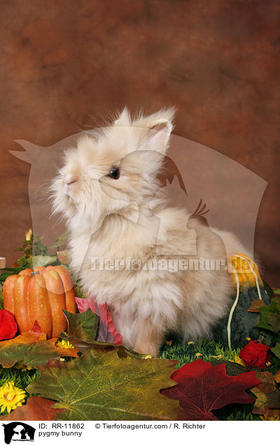 Teddyzwerg / pygmy bunny / RR-11862
