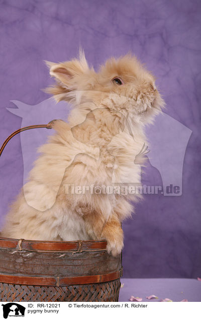 Teddyzwerg / pygmy bunny / RR-12021