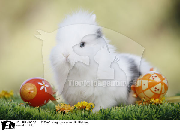 Teddyzwerg / dwarf rabbit / RR-49565