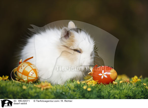 Teddyzwerg / dwarf rabbit / RR-49571