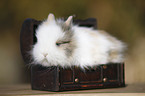 dwarf rabbit