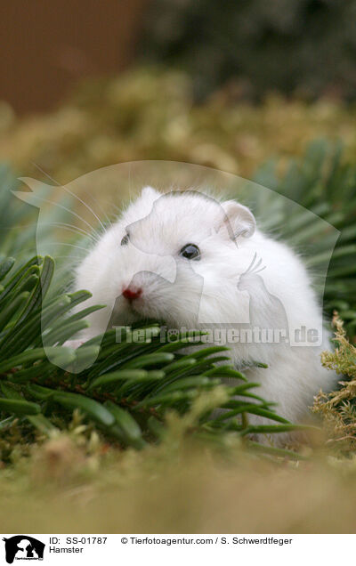Hamster / Hamster / SS-01787