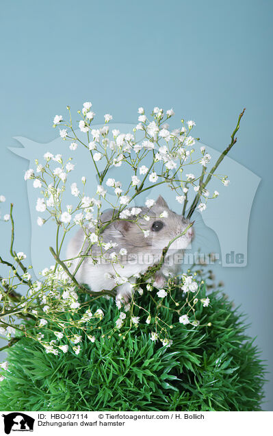 Dsungarischer Zwerghamster / Dzhungarian dwarf hamster / HBO-07114