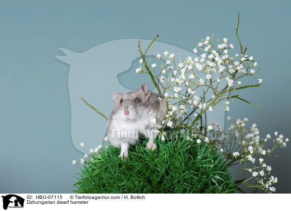 Dsungarischer Zwerghamster / Dzhungarian dwarf hamster / HBO-07115