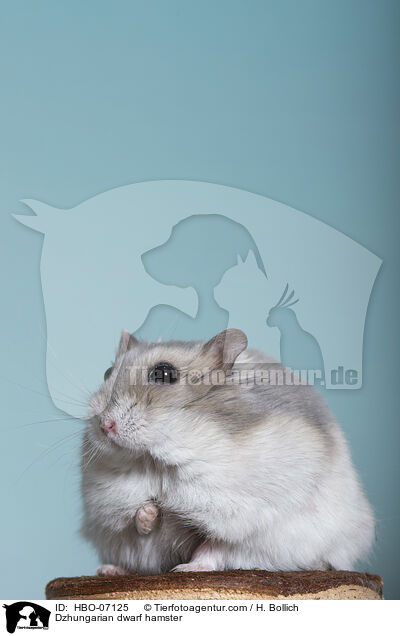Dsungarischer Zwerghamster / Dzhungarian dwarf hamster / HBO-07125
