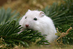 Hamster