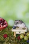 Dzhungarian Dwarf Hamster