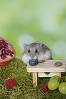 Dzhungarian Dwarf Hamster