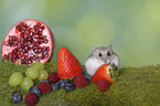 Dzhungarian Dwarf Hamster