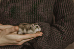 woman with dwarf Hamster