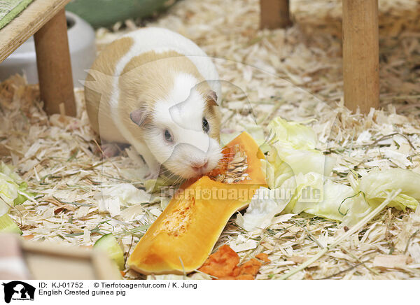 English Crested Meerschweinchen / English Crested guinea pig / KJ-01752