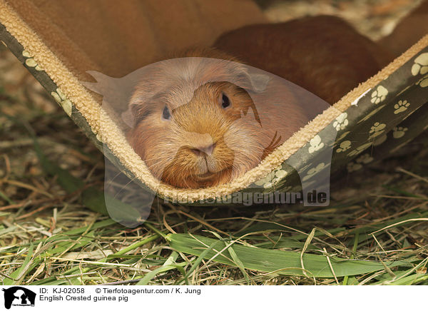 English Crested Meerschweinchen / English Crested guinea pig / KJ-02058