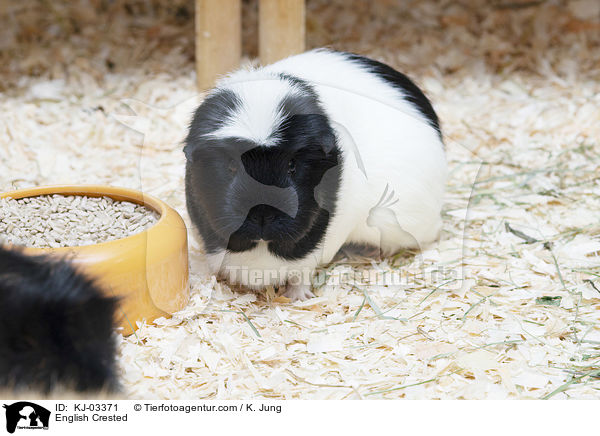 English Crested / English Crested / KJ-03371