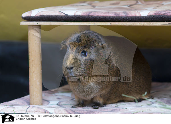 English Crested / English Crested / KJ-03376
