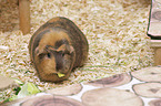 English Crested guinea pig