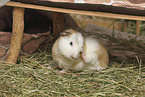 English Crested guinea pig