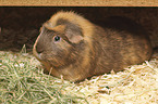 English Crested guinea pig