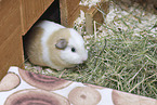 English Crested guinea pig