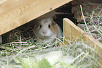 English Crested guinea pig