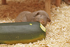 English Crested guinea pig