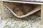 English Crested guinea pig