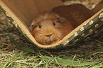English Crested guinea pig