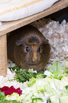 English Crested