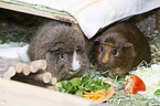 2 guinea pigs