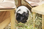 English Crested
