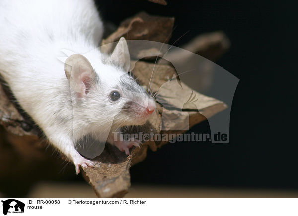 neugierige Farbmaus im Portrait / mouse / RR-00058
