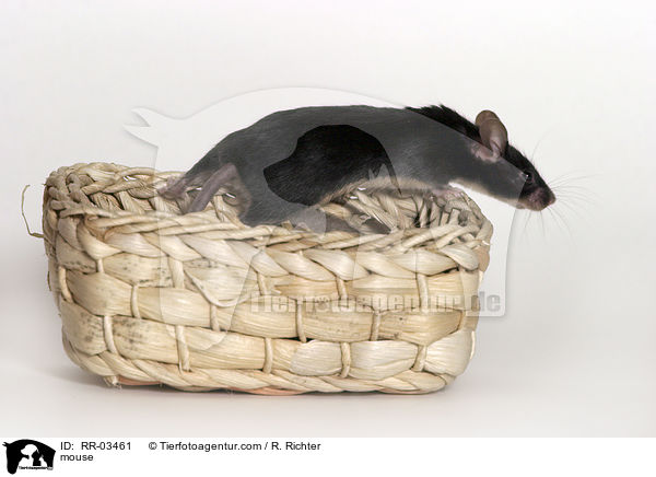Maus / mouse / RR-03461