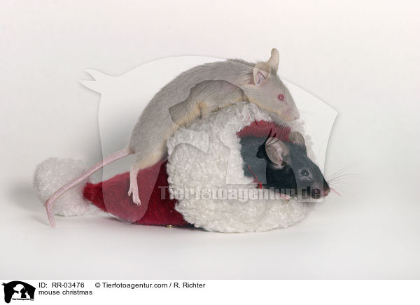 mouse christmas / RR-03476