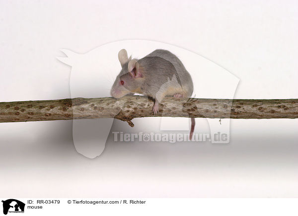 Farbmaus / mouse / RR-03479