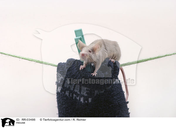 mouse / RR-03486
