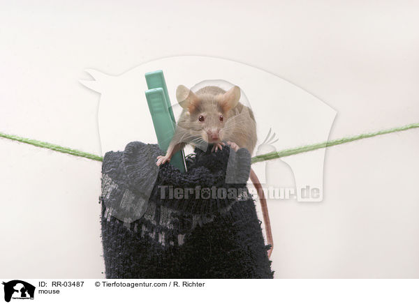 Farbmaus / mouse / RR-03487