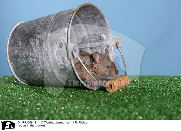 Seidenmaus im Eimer / mouse in the bucket / RR-04818