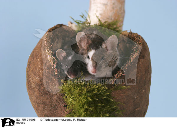 mouse / RR-04908